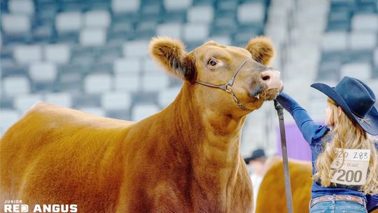 Showing Cattle is Local, State and National Affair for Hartmans