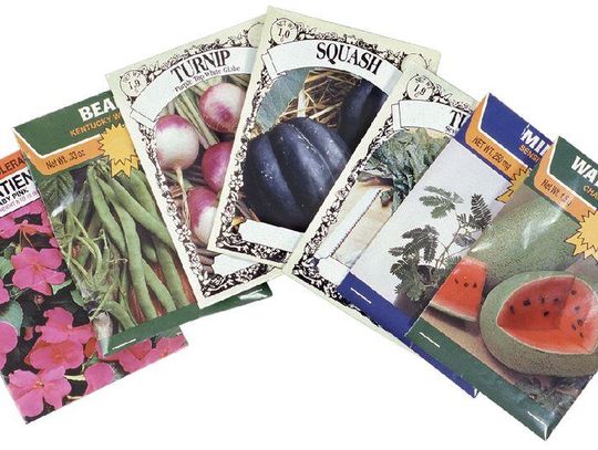 All the Basics for Starting Seeds Indoors