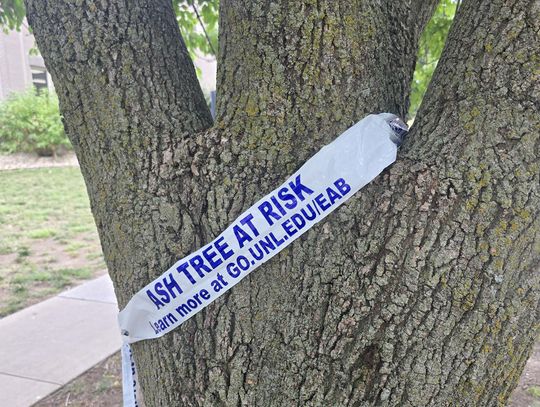 City of Auburn Receives State Urban Forest Resilience Grant