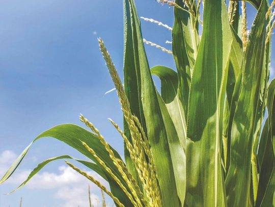Corn Silking, Soybeans Blooming Nearing Completion