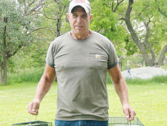 Helmick Gets Rid of Pesky Wildlife with Live Action Critter Control Business