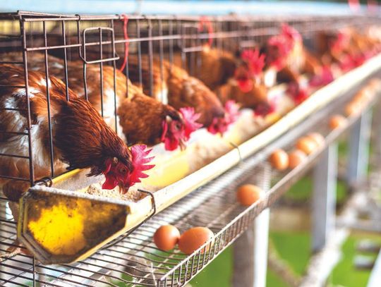 Johnson County Commissioners Allow Special Use Permits for 16 Poultry Barns