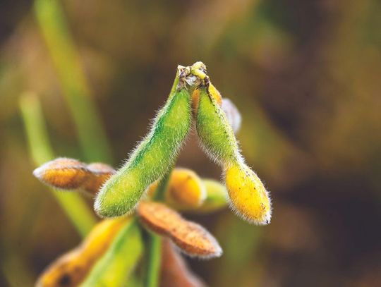 Nebraska Soybean Planting Nearing Completion
