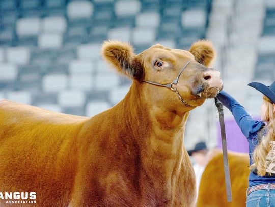 Showing Cattle is Local, State and National Affair for Hartmans