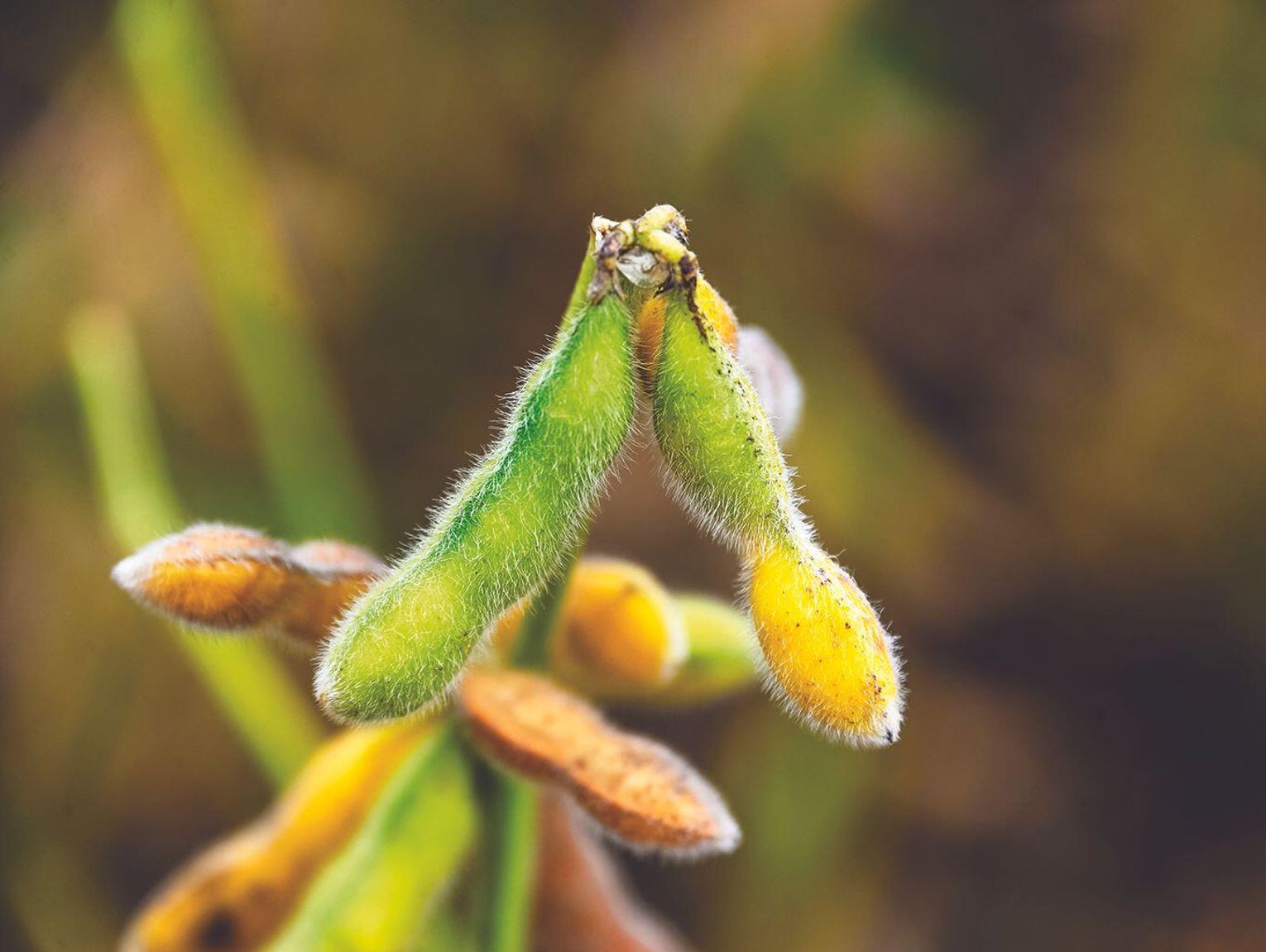 Nebraska Soybean Planting Nearing Completion