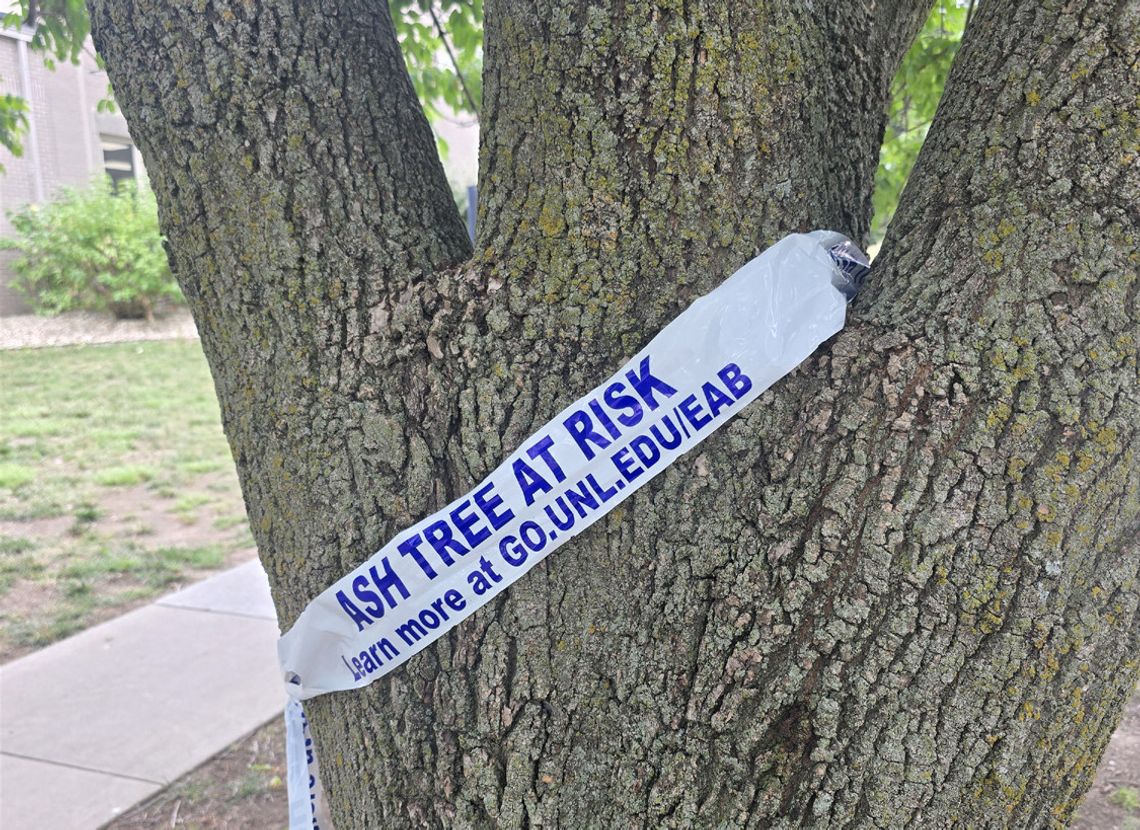 City of Auburn Receives State Urban Forest Resilience Grant