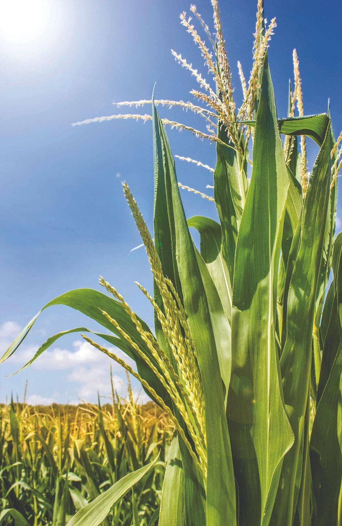 Corn Silking, Soybeans Blooming Nearing Completion Corn Silking, Soybeans Blooming Nearing Completion