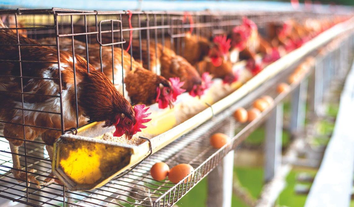 Johnson County Commissioners Allow Special Use Permits for 16 Poultry Barns Johnson County Commissioners Allow Special Use Permits for 16 Poultry Barns