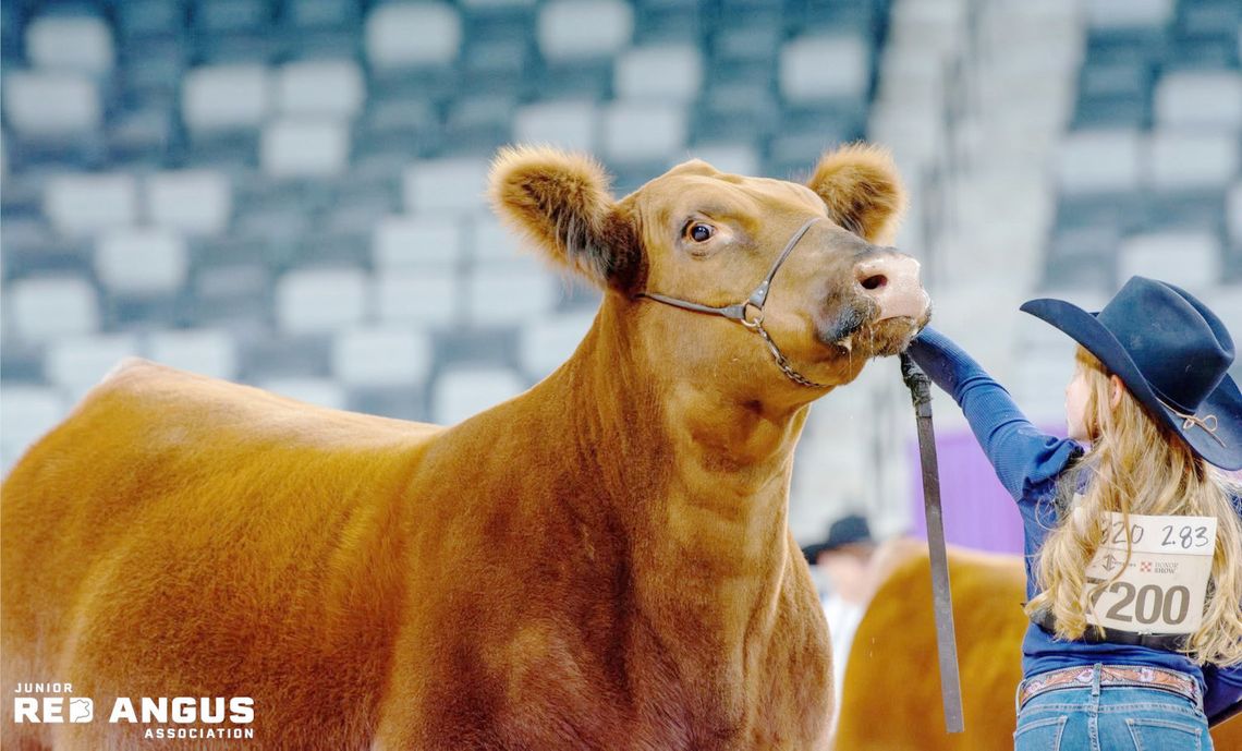 Showing Cattle is Local, State and National Affair for Hartmans Showing Cattle is Local, State and National Affair for Hartmans